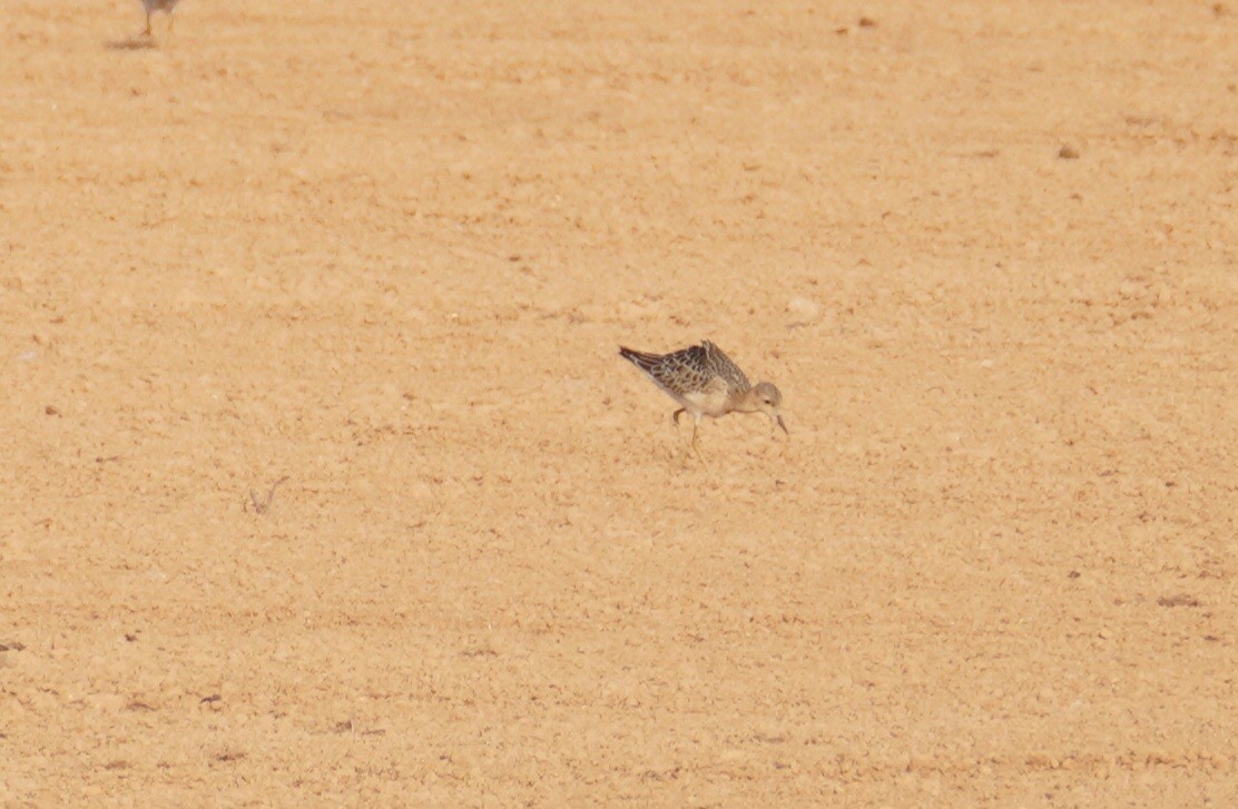 Buff-breasted Sandpiper - ML641405117