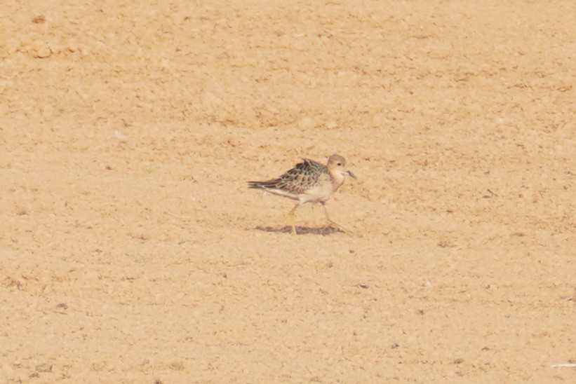 Buff-breasted Sandpiper - ML641405118