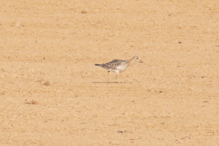 Buff-breasted Sandpiper - ML641405119