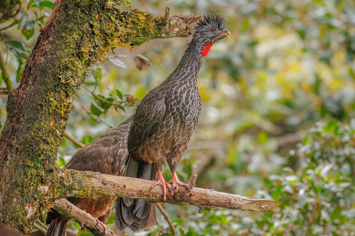 Andean Guan - ML641405143
