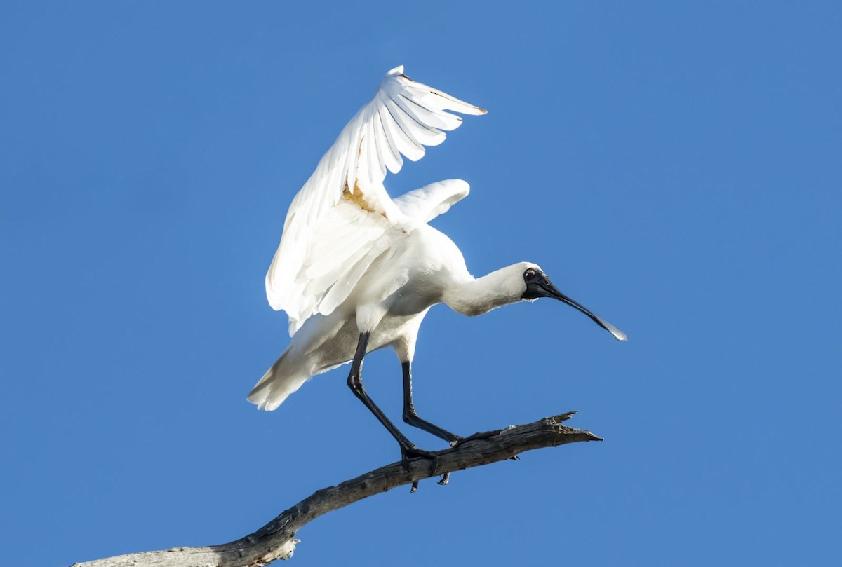 Royal Spoonbill - ML641405145