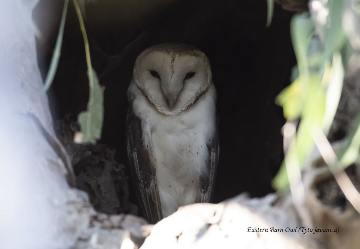 Eastern Barn Owl - ML641405159