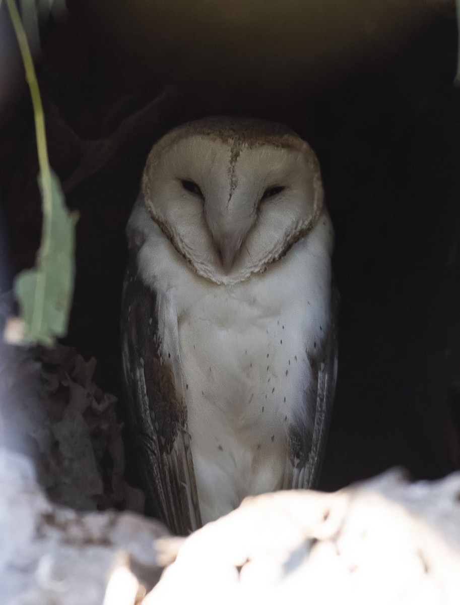Eastern Barn Owl - ML641405162