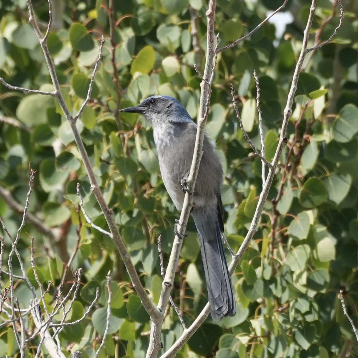 Woodhouse's Scrub-Jay - ML641405171