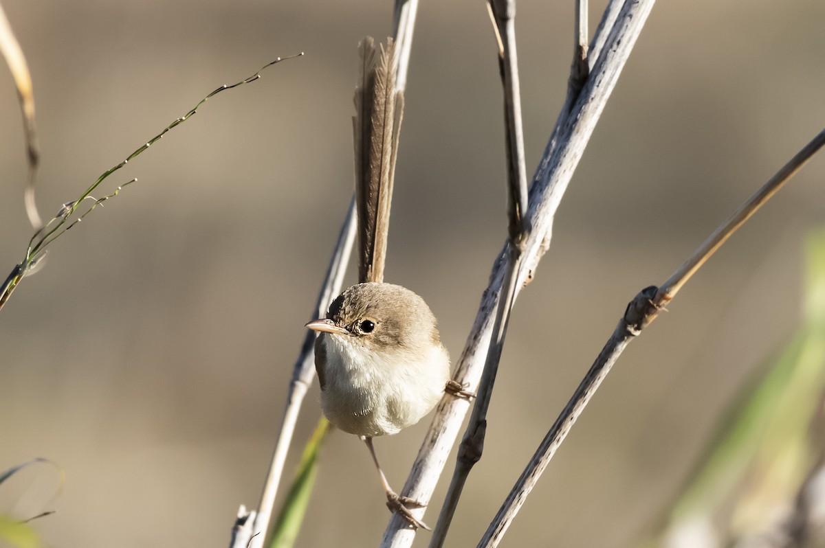 Red-backed Fairywren - ML641405179
