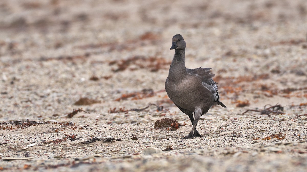 Snow Goose - ML641405202
