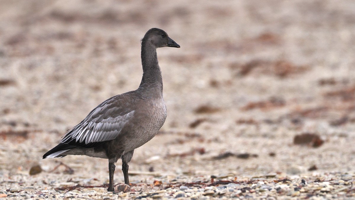 Snow Goose - ML641405203
