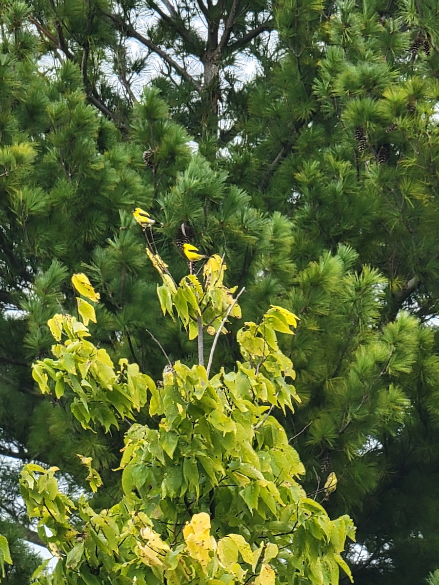 Chardonneret jaune - ML641405204