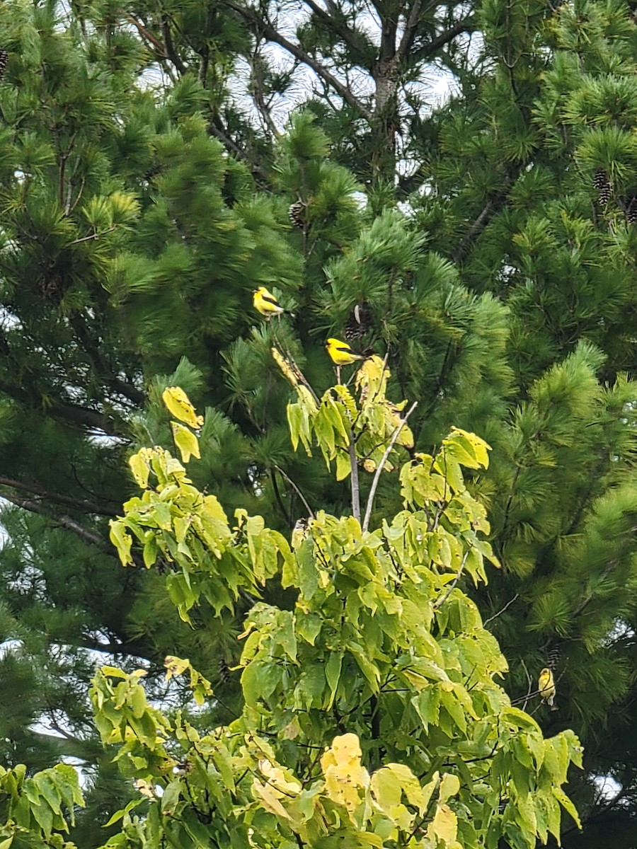 Chardonneret jaune - ML641405205