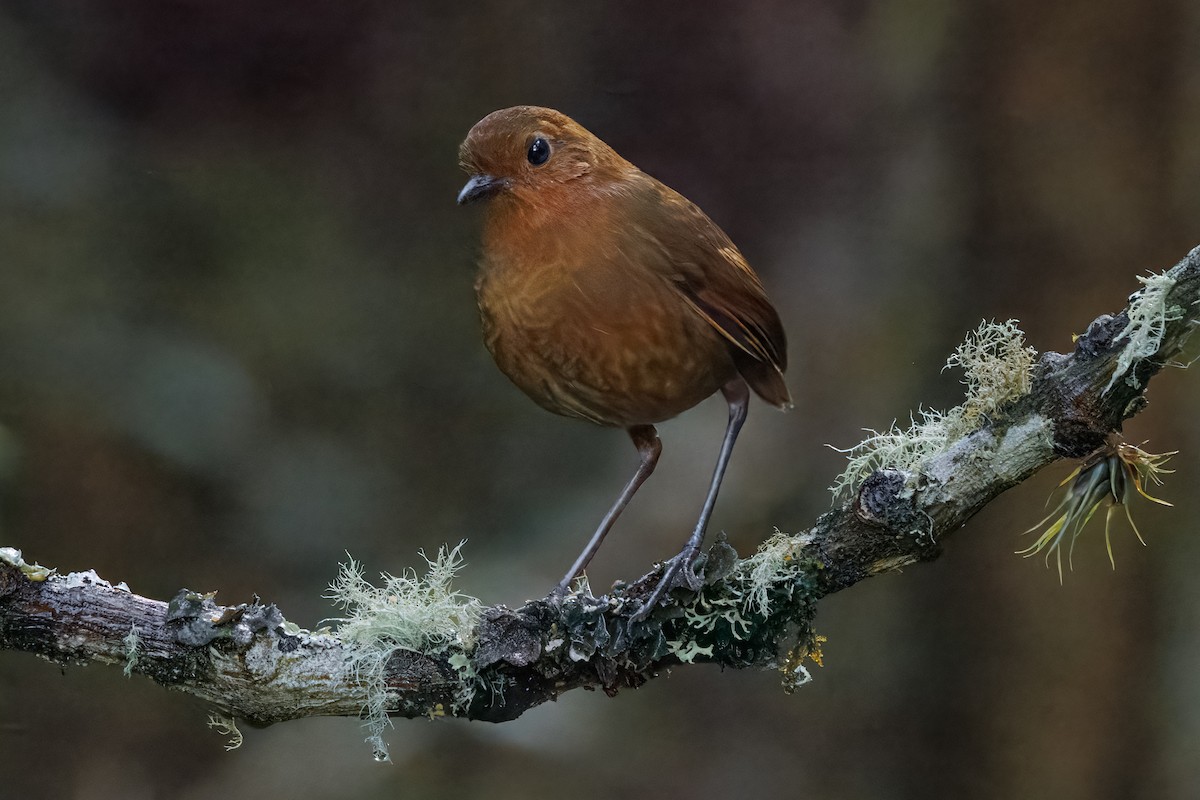 Equatorial Antpitta - ML641405221