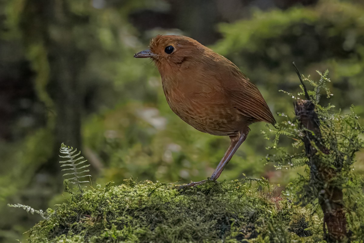 Equatorial Antpitta - ML641405222