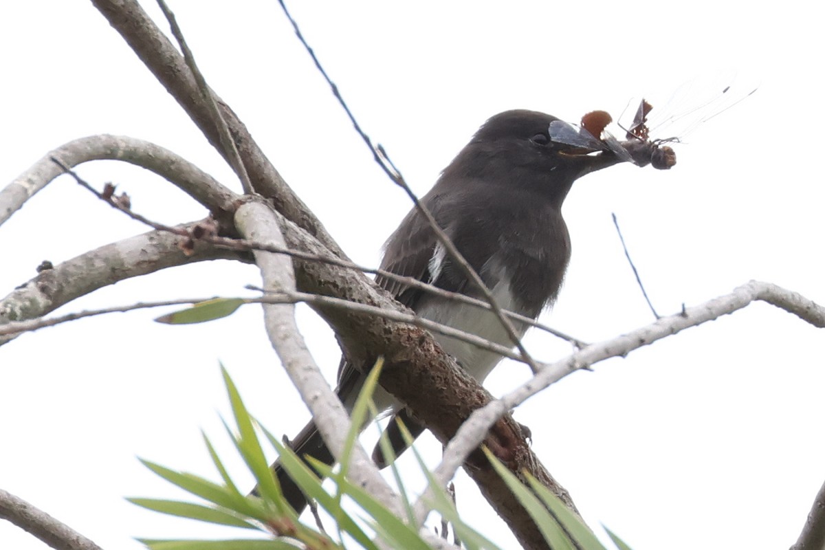 Black Phoebe - ML641405225
