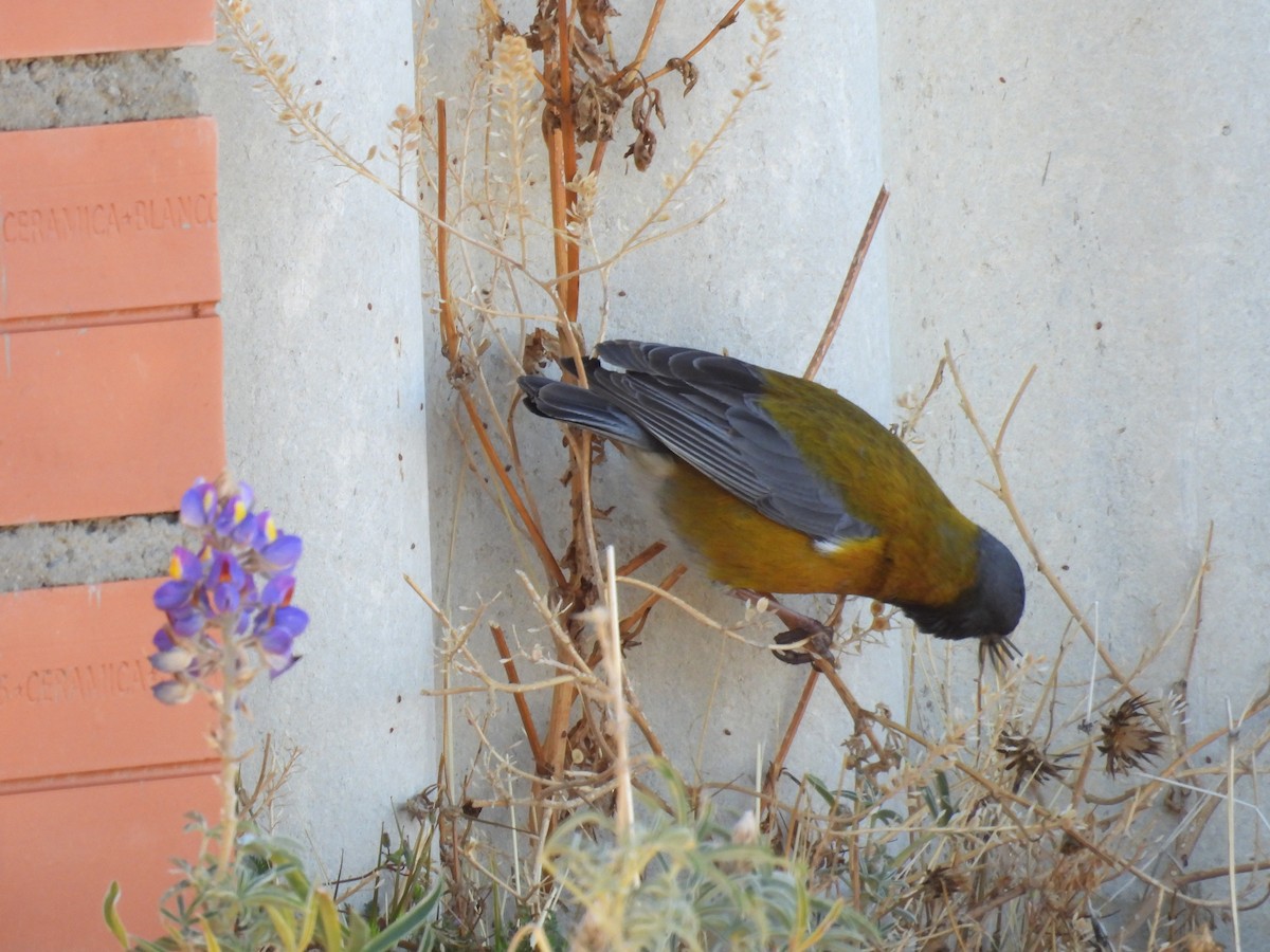 Peruvian Sierra Finch - ML641405246