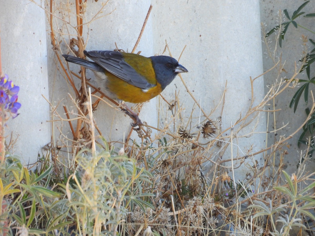 Peruvian Sierra Finch - ML641405247