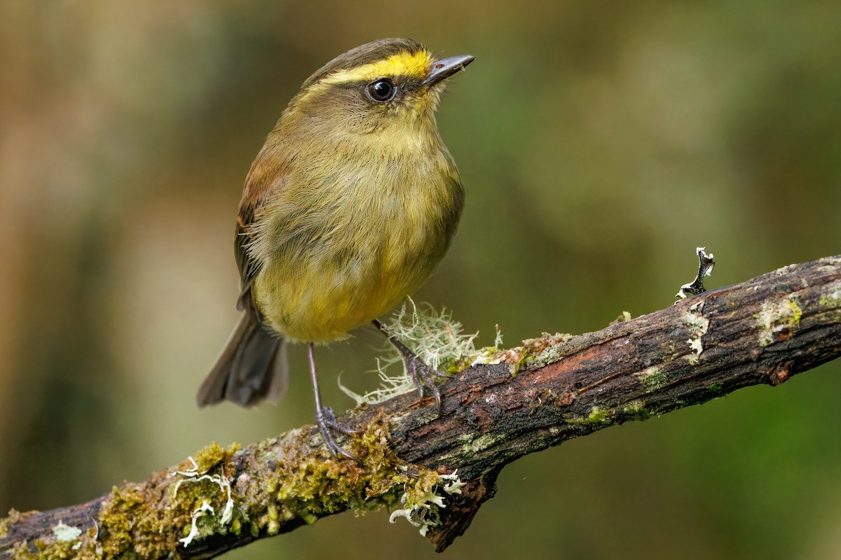 Yellow-bellied Chat-Tyrant - ML641405275