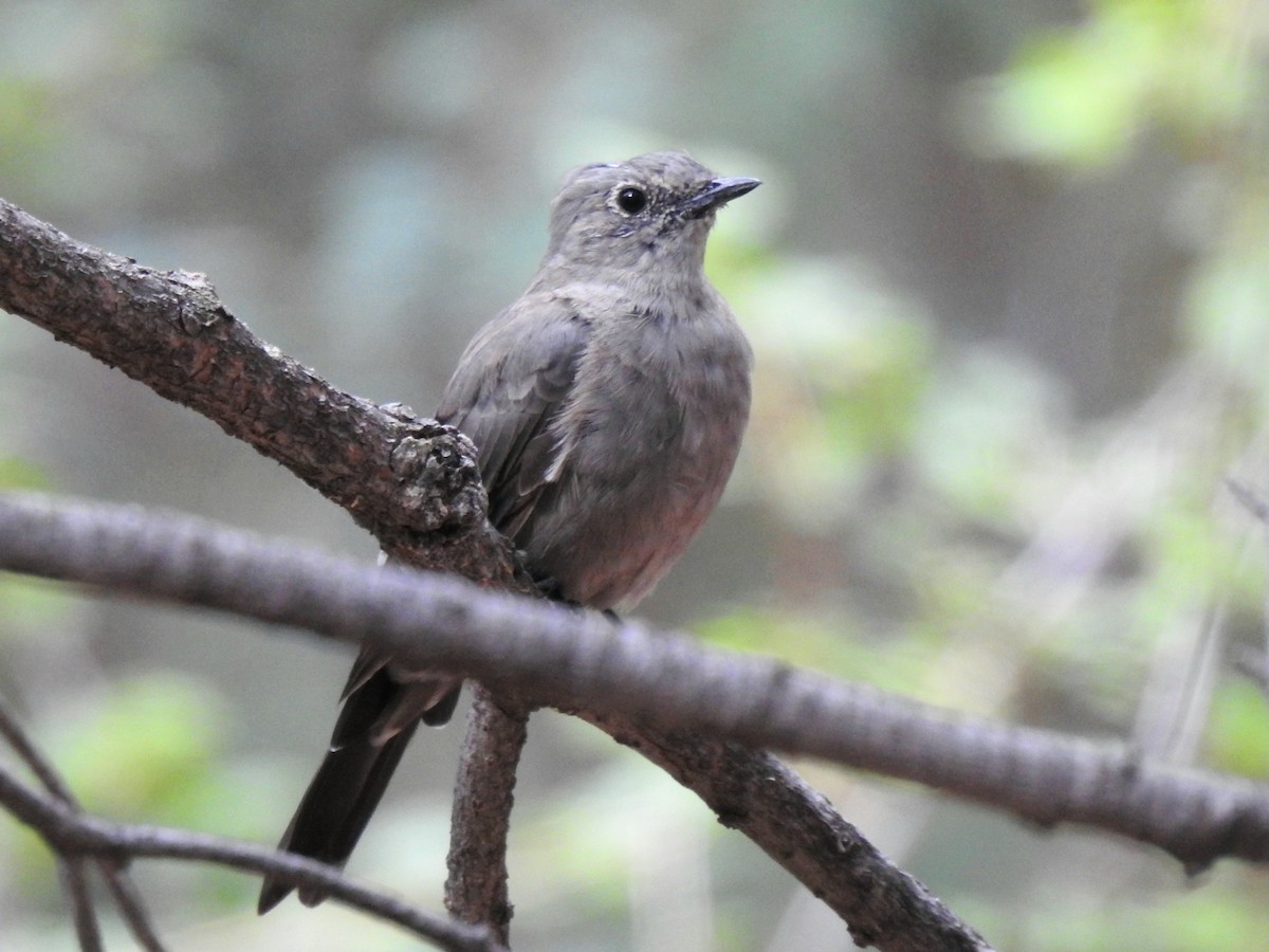 Townsend's Solitaire - ML641405277