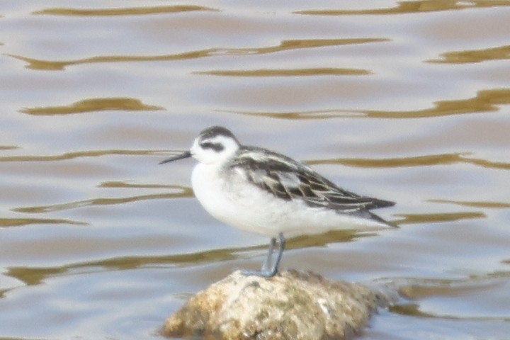 Red-necked Phalarope - ML641405278