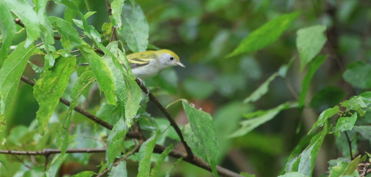 Chestnut-sided Warbler - ML641405279
