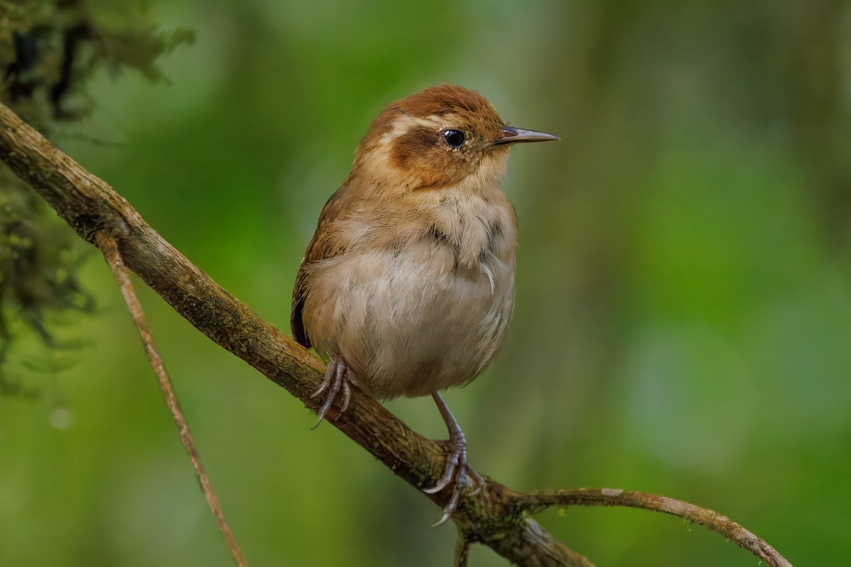 Mountain Wren - ML641405280