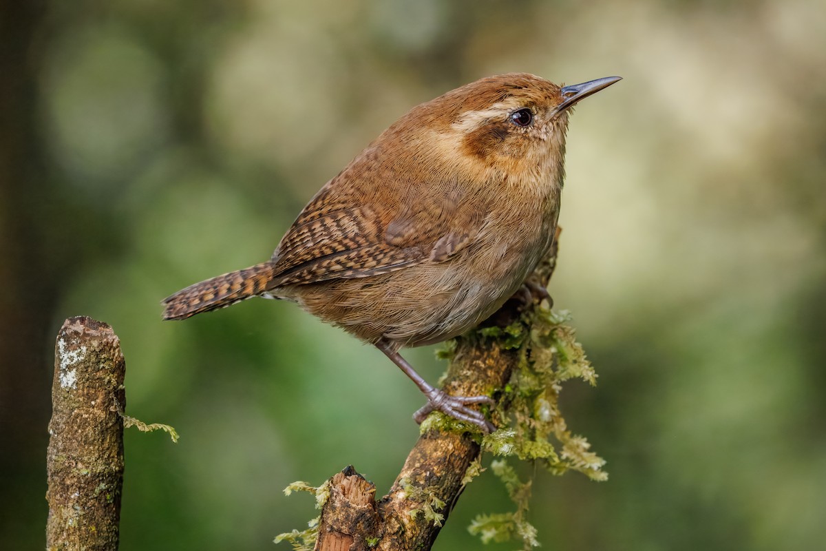 Mountain Wren - ML641405281