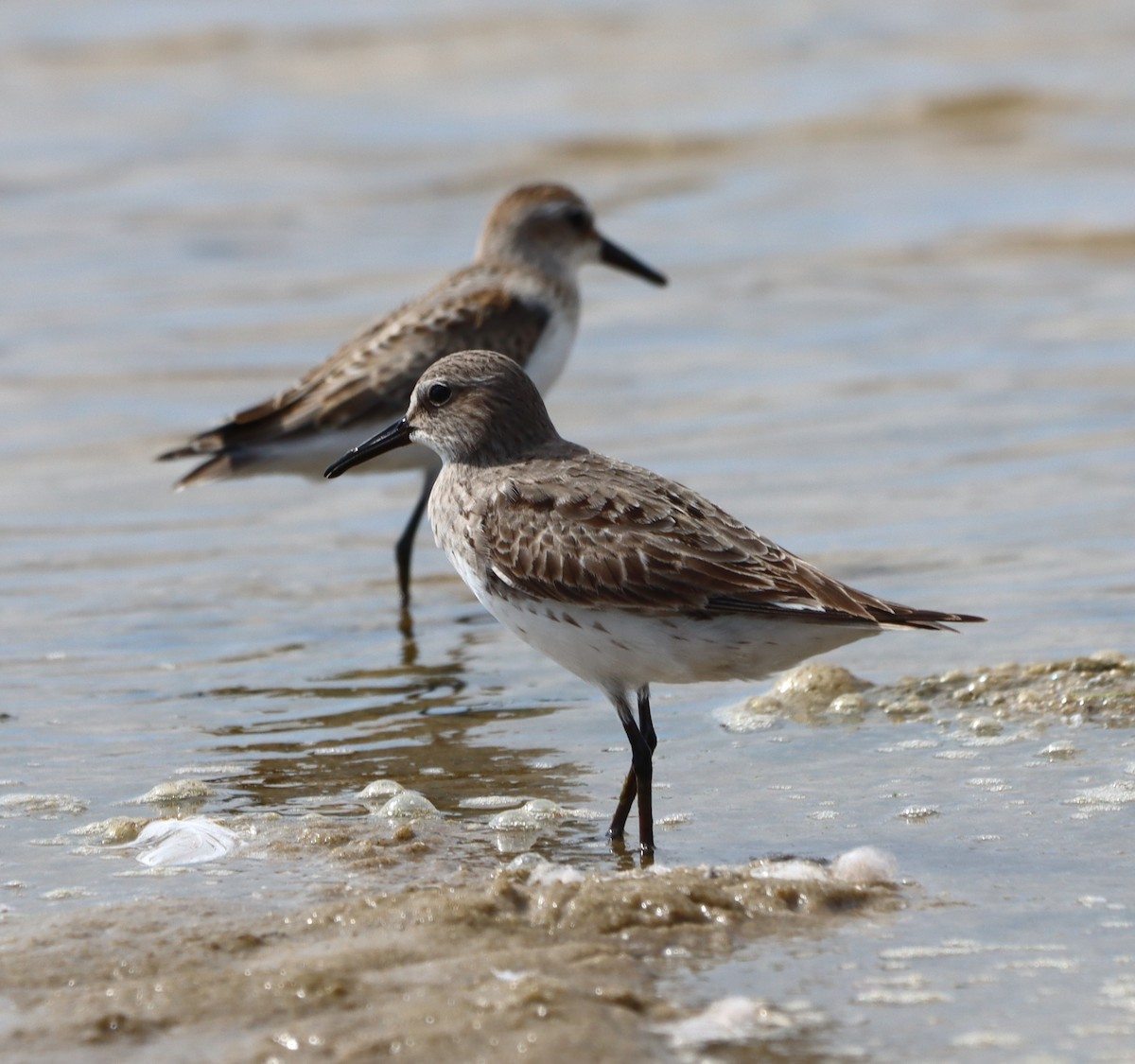 White-rumped Sandpiper - ML641405282