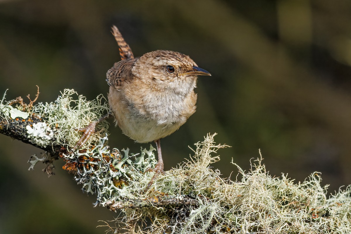 Grass Wren - ML641405283