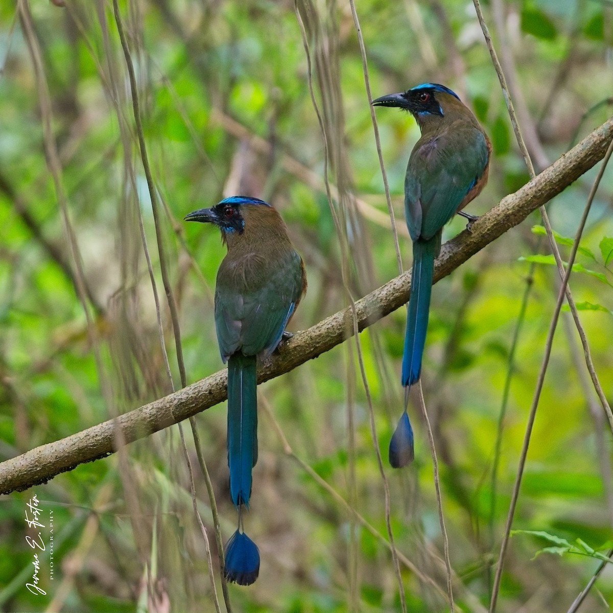 Whooping Motmot - ML641405286
