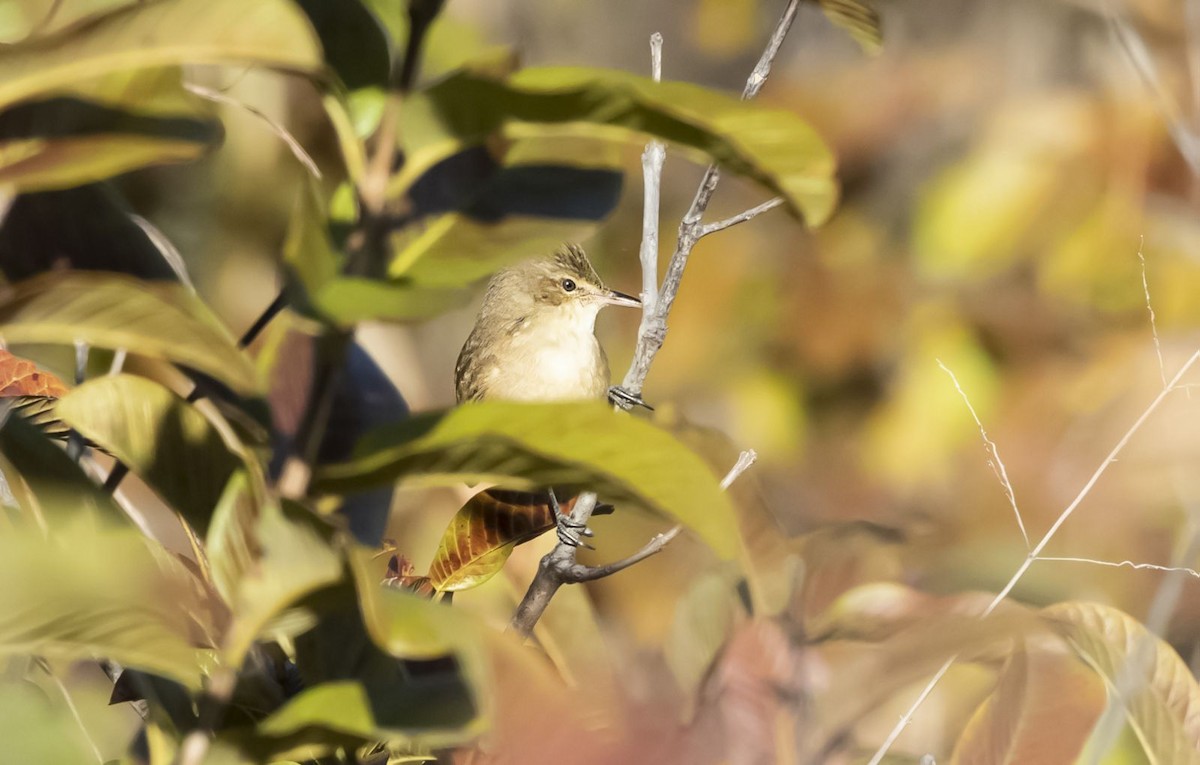 Australian Reed Warbler - ML641405287