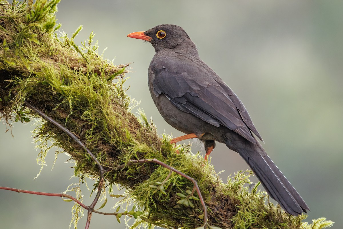 Great Thrush - ML641405289