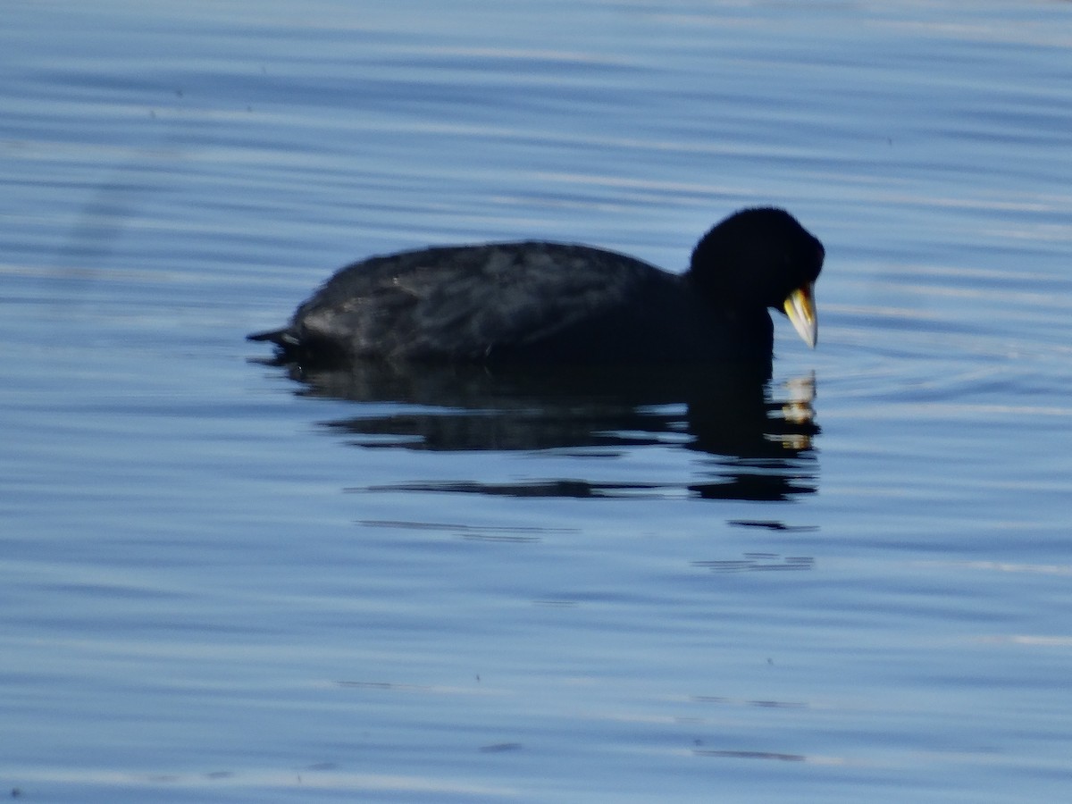 Slate-colored Coot - ML641405291