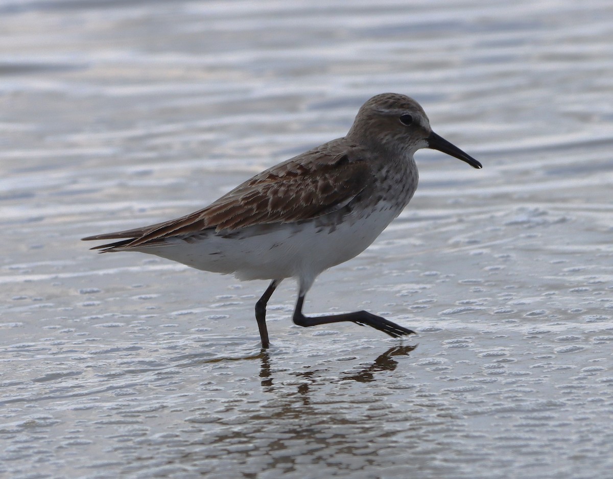 White-rumped Sandpiper - ML641405292