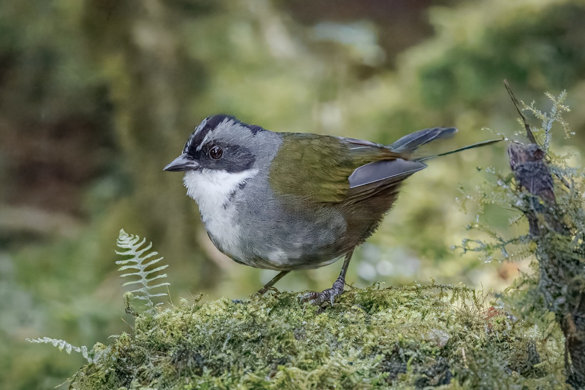 Gray-browed Brushfinch - ML641405294