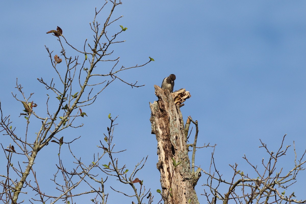 Red-headed Woodpecker - ML641405305