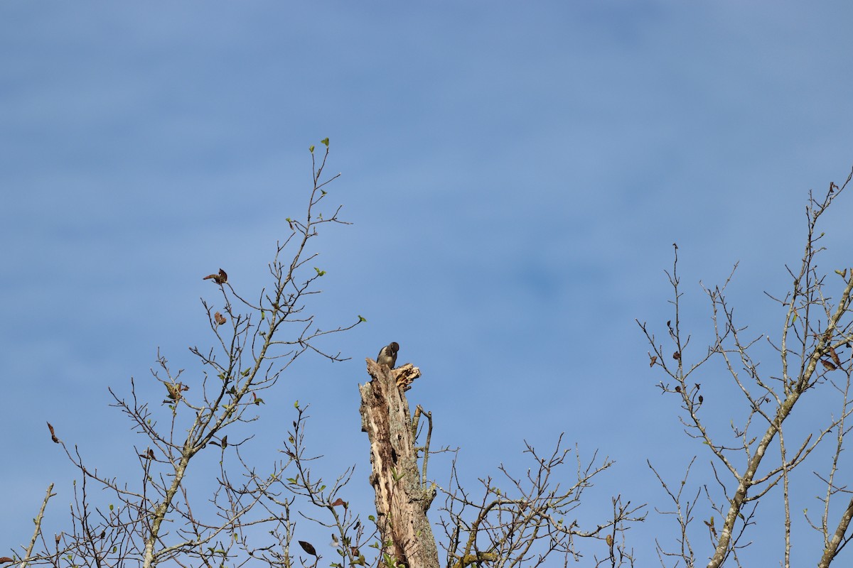 Red-headed Woodpecker - ML641405306