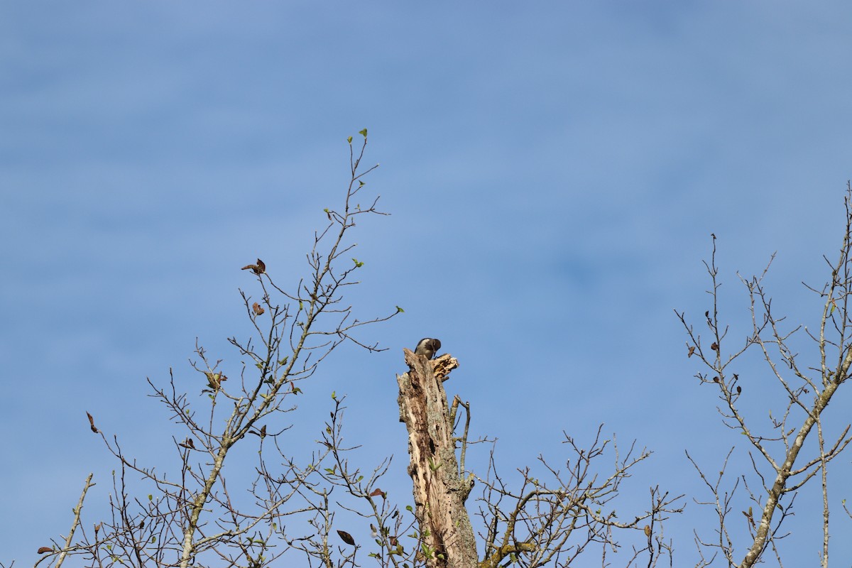 Red-headed Woodpecker - ML641405307