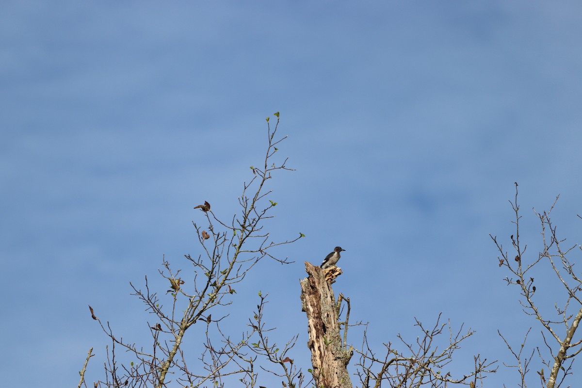 Red-headed Woodpecker - ML641405308