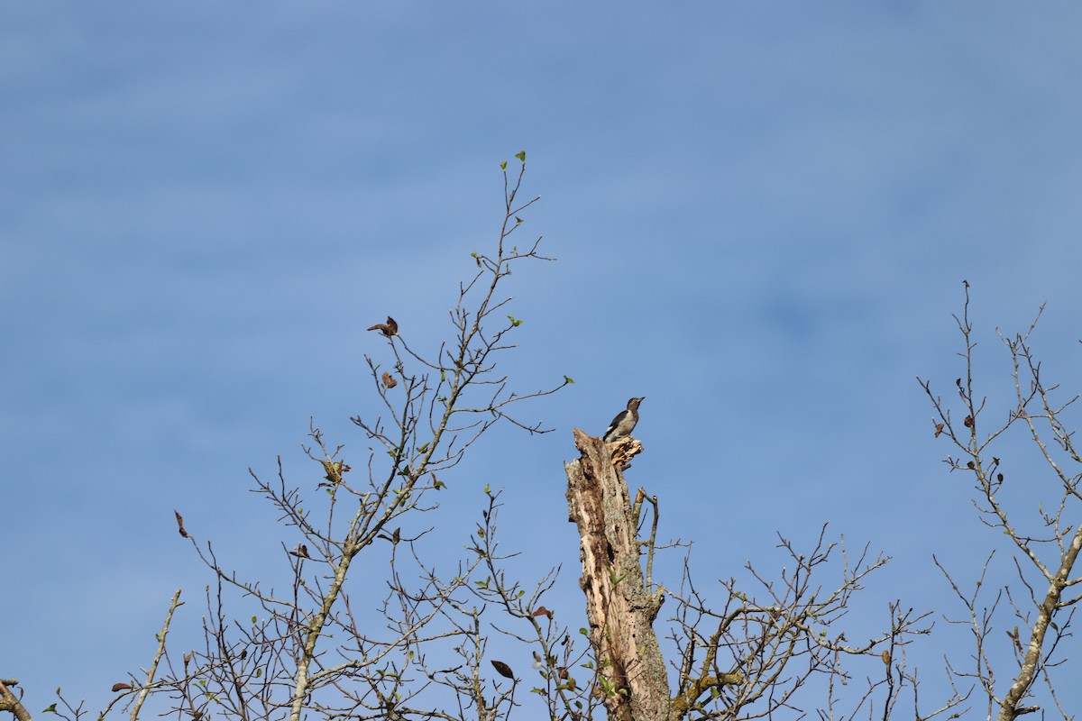 Red-headed Woodpecker - ML641405309