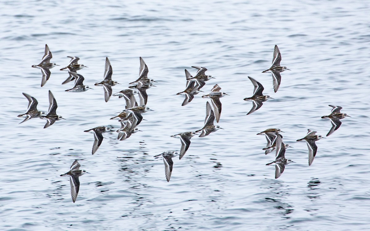 Red-necked Phalarope - ML641405311