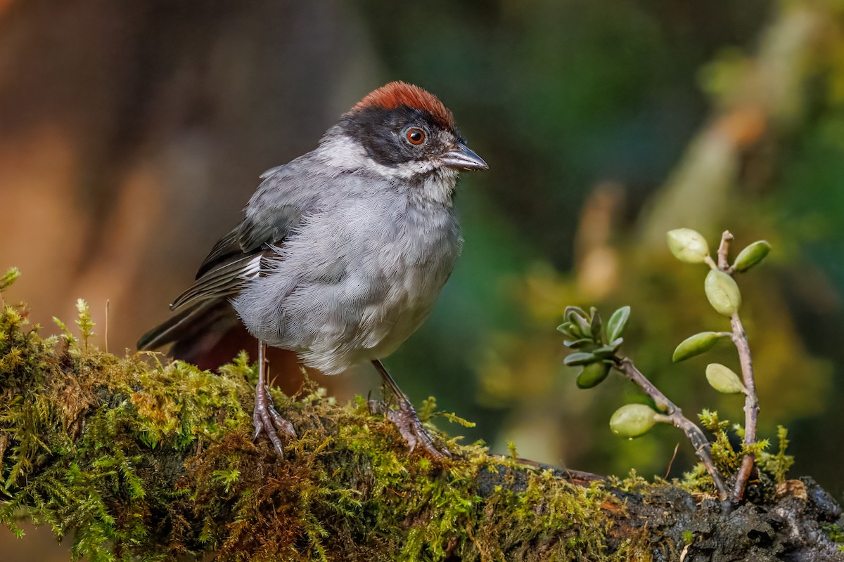 Northern Slaty Brushfinch - ML641405313