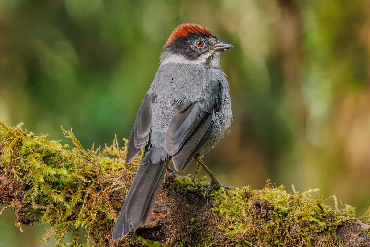 Northern Slaty Brushfinch - ML641405315