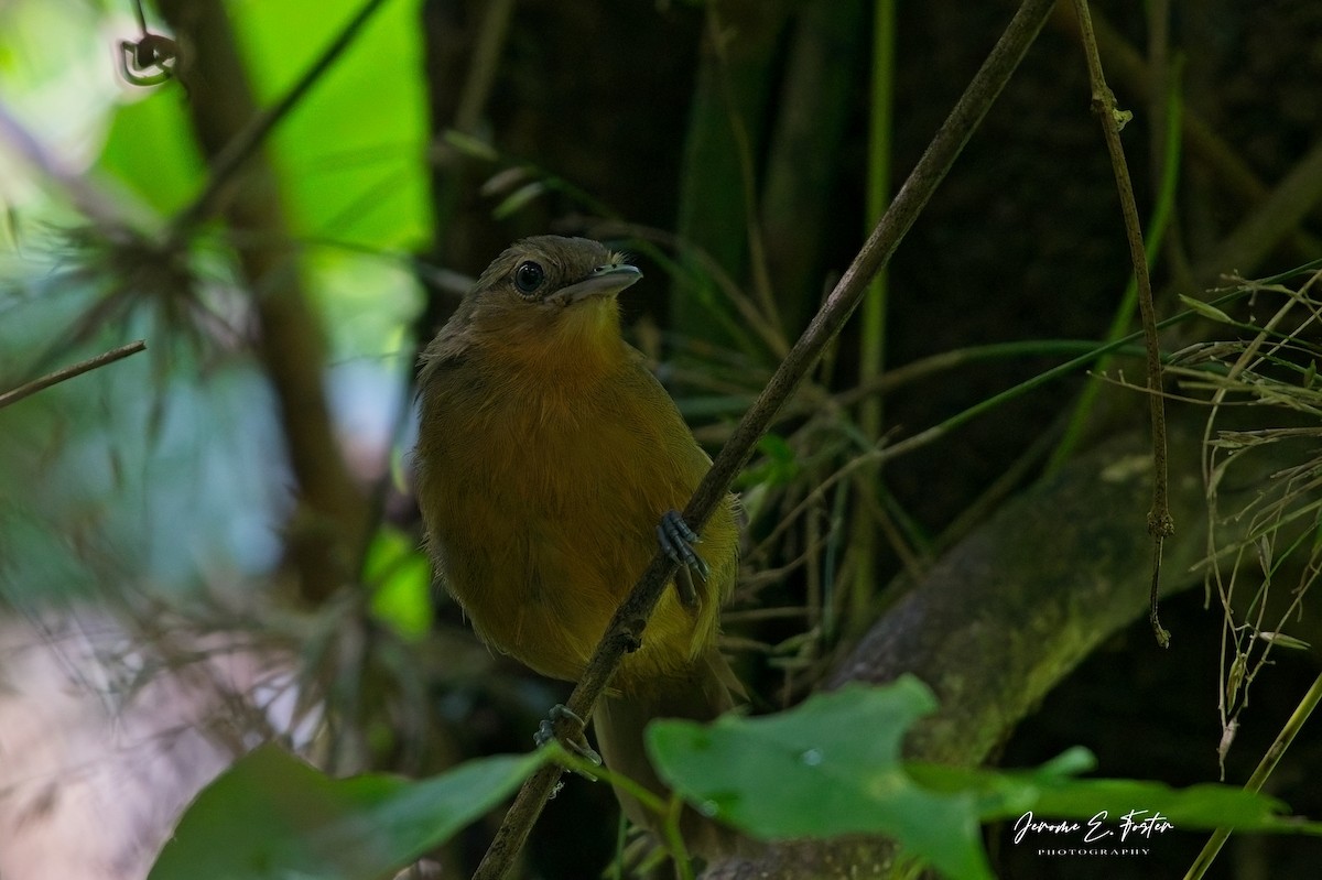Dusky Antbird - ML641405333