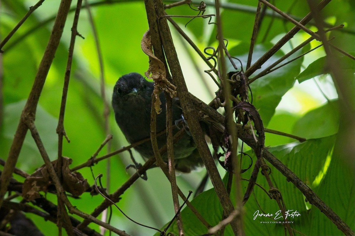 Dusky Antbird - ML641405334