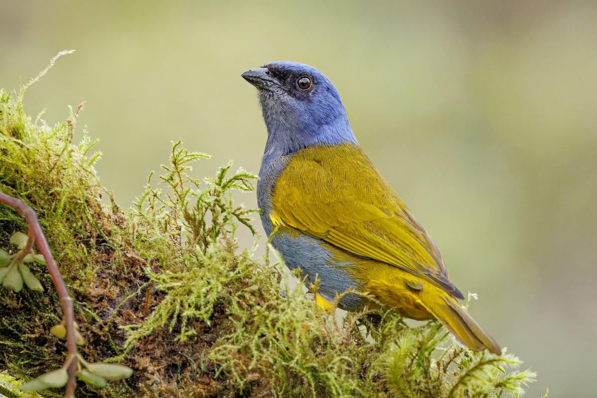 Blue-capped Tanager - ML641405349