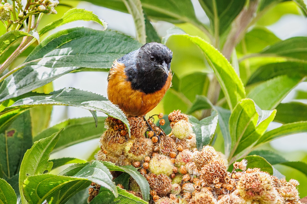 Blue-backed Conebill - ML641405356