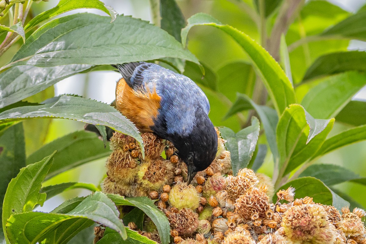 Blue-backed Conebill - ML641405357