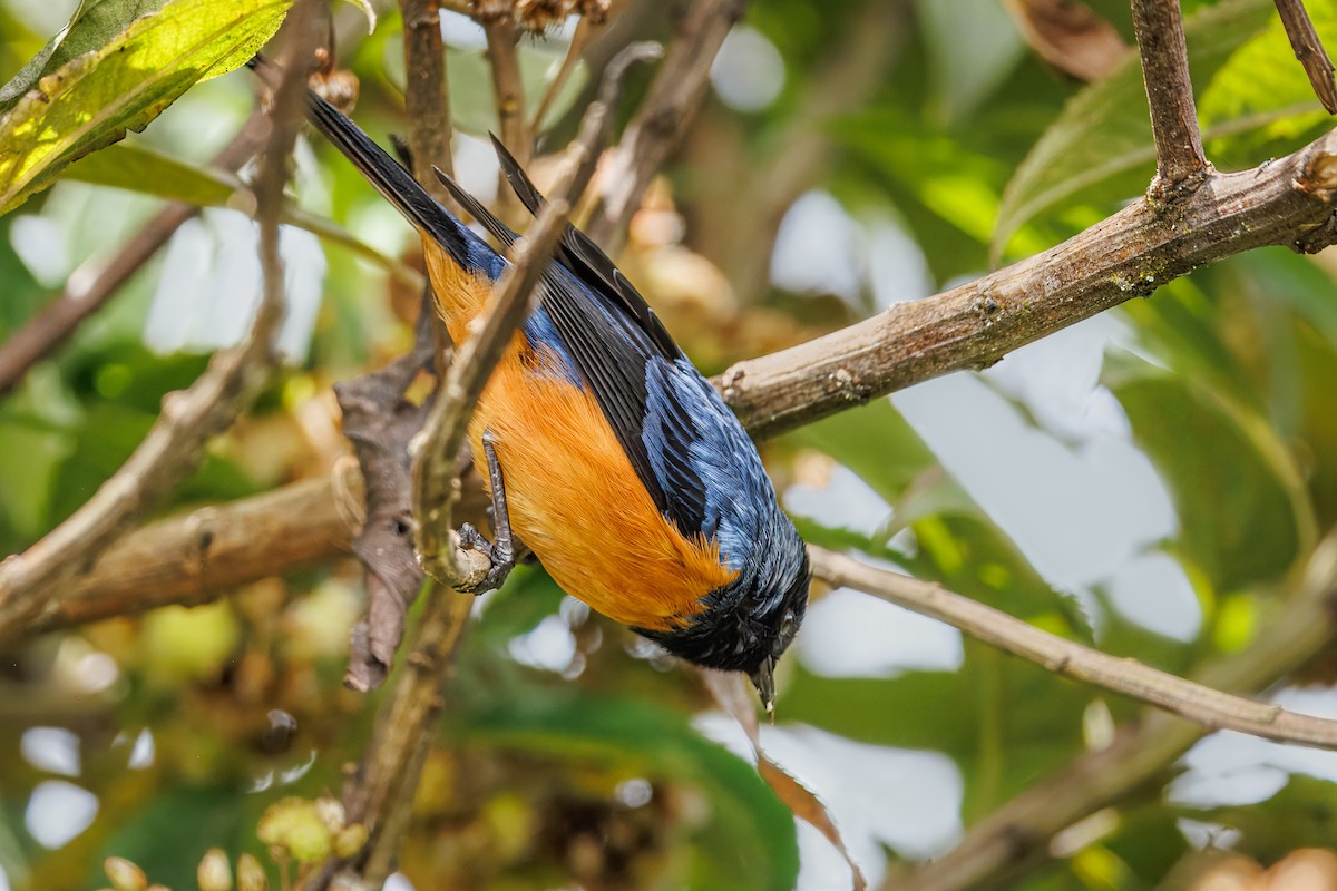 Blue-backed Conebill - ML641405358