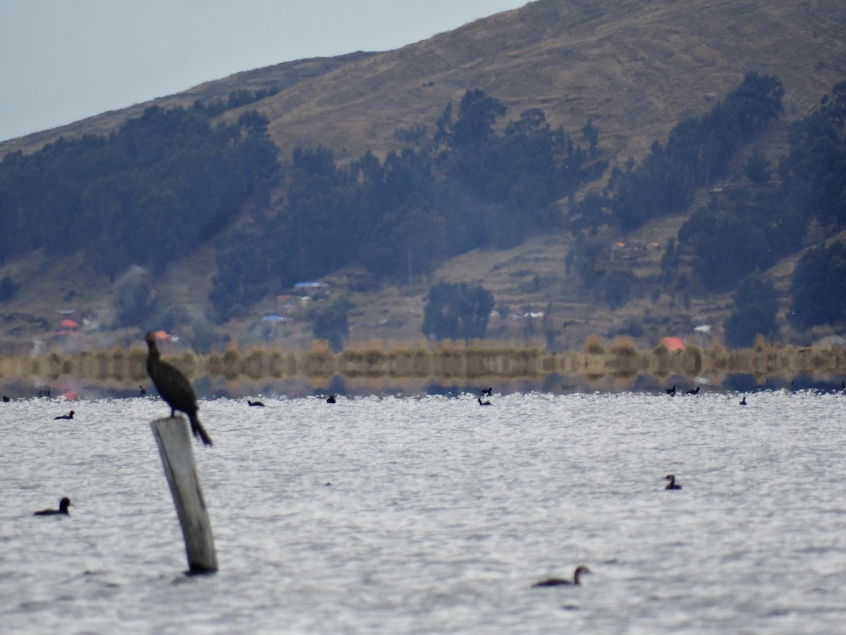 Neotropic Cormorant - ML641405359