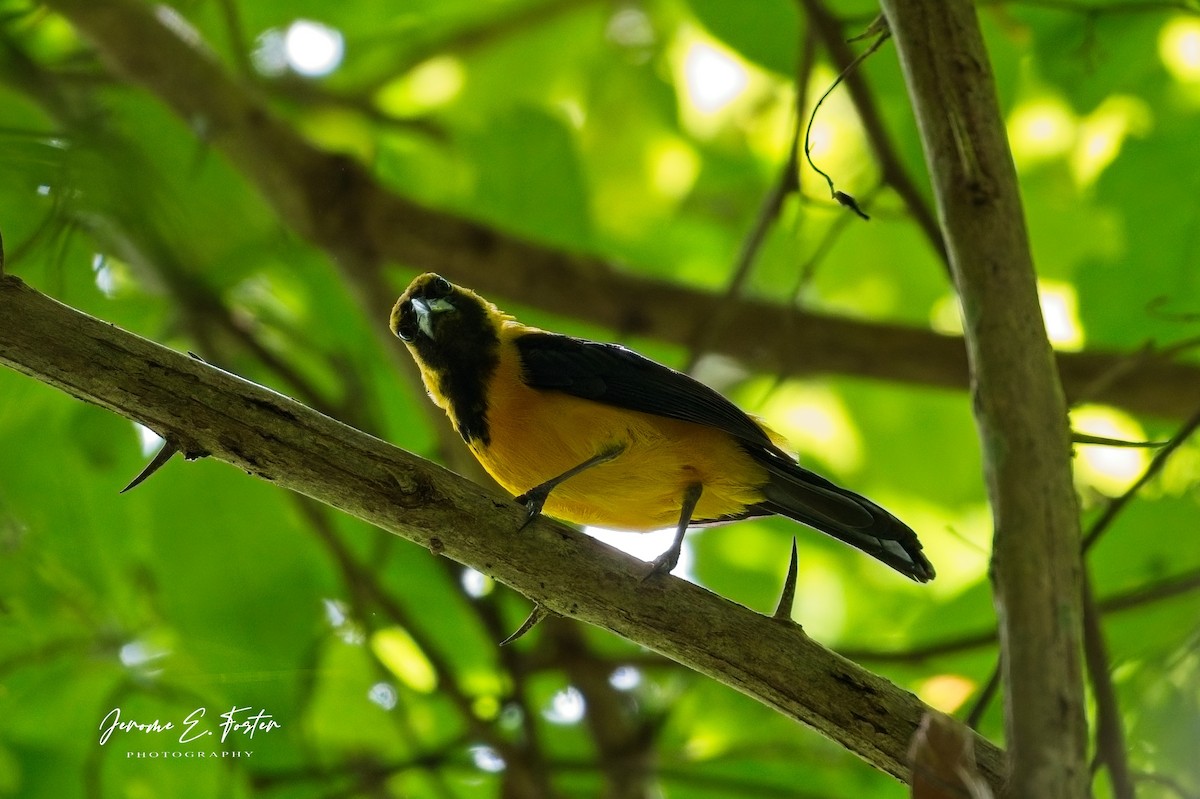 Yellow-backed Oriole - ML641405360