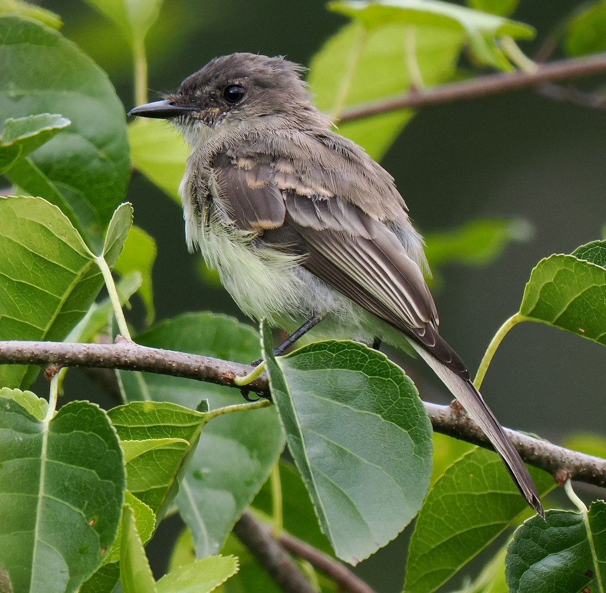 Eastern Phoebe - ML641405361