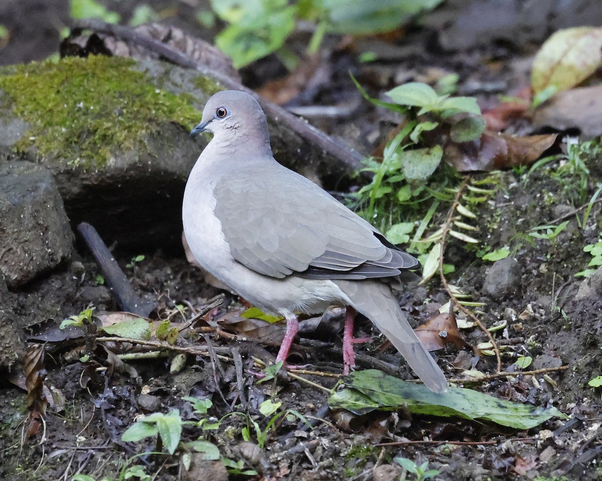 White-tipped Dove - ML641405362